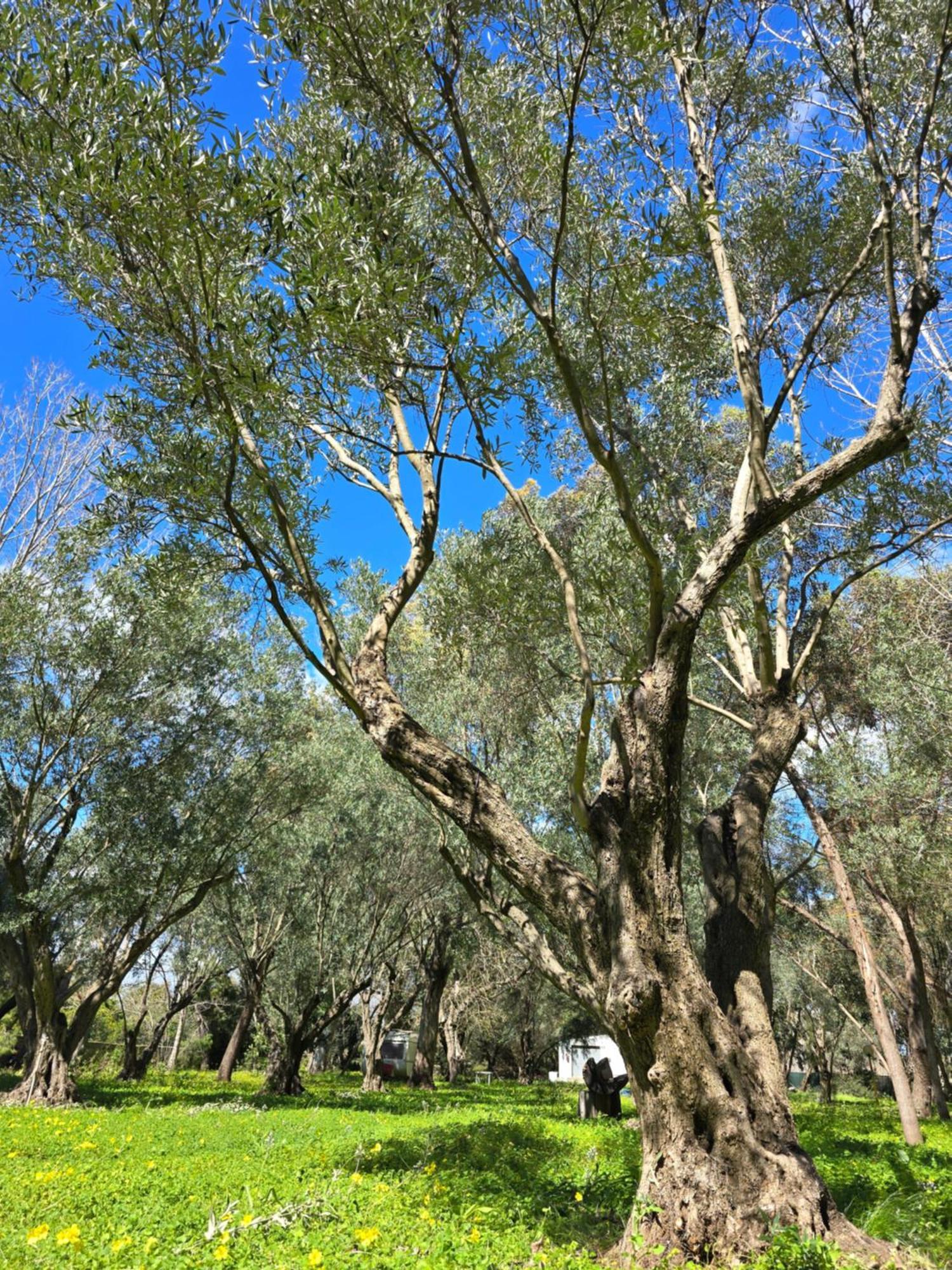 菲科迪印度露营地 Ovile la Marina 外观 照片